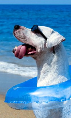 https://hilahcooking.com/wp-content/uploads/2011/08/beach-dog.jpg