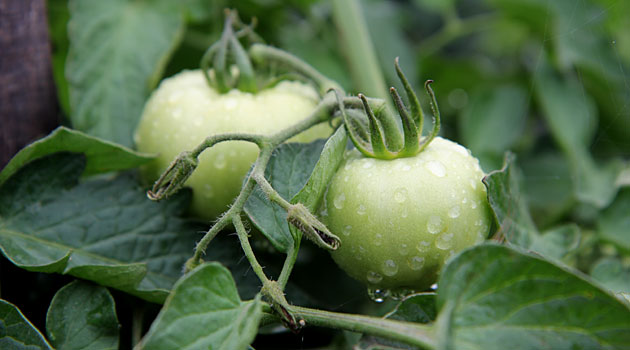 Green Tomatoes on Vine